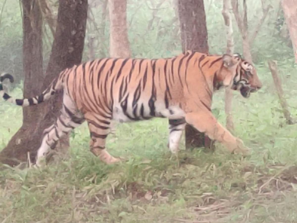 Cosmic Connect Trails Kabini Antharasanthe Exterior photo